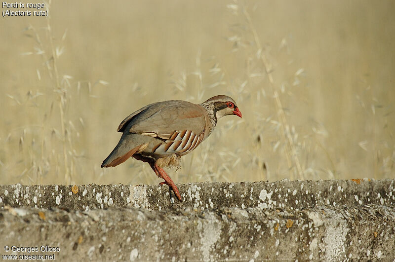 Perdrix rouge