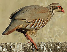 Red-legged Partridge