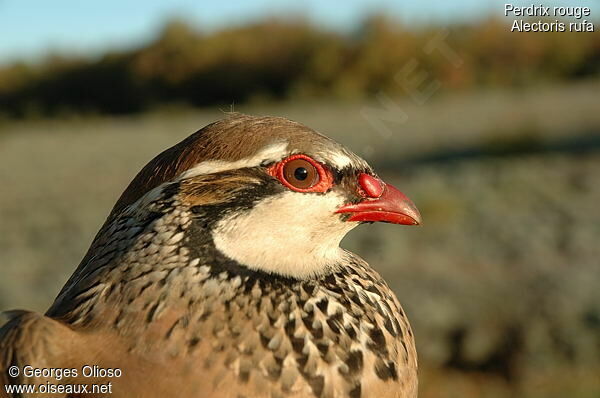 Red-legged Partridgeadult breeding