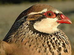 Red-legged Partridge