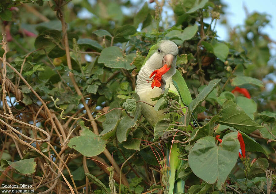 Monk Parakeetadult, camouflage, pigmentation, eats