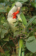 Monk Parakeet