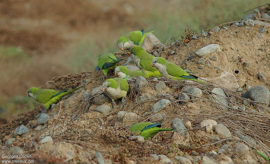 Monk Parakeetadult, habitat, pigmentation, Behaviour