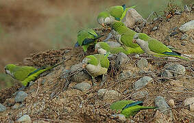 Monk Parakeet