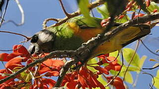 Senegal Parrot