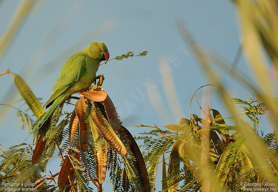 Rose-ringed Parakeet