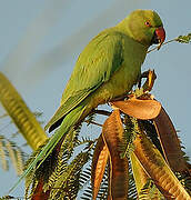 Rose-ringed Parakeet