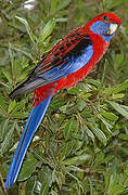 Crimson Rosella