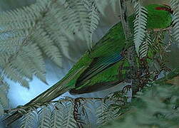 Red-crowned Parakeet