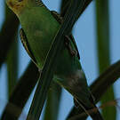 Perruche ondulée