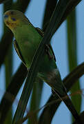 Budgerigar