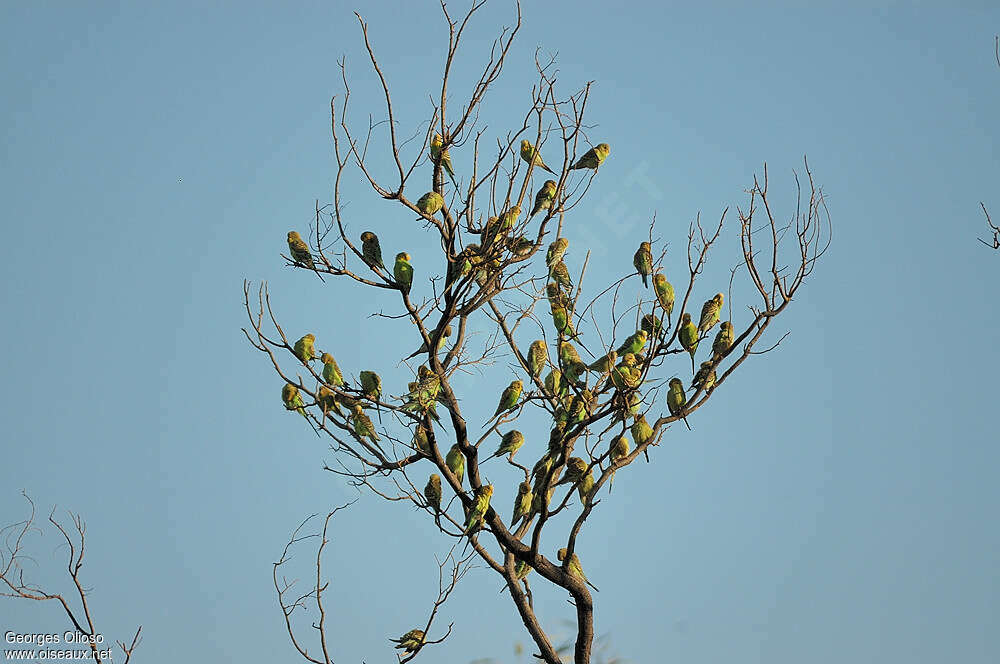 Budgerigar, Behaviour