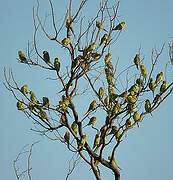 Budgerigar