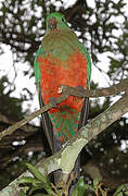 Australian King Parrot