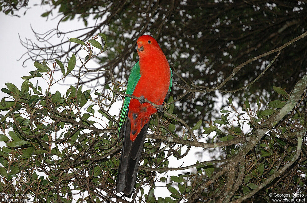 Australian King Parrot male adult breeding