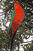 Australian King Parrot