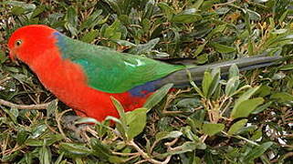 Australian King Parrot