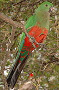 Australian King Parrot