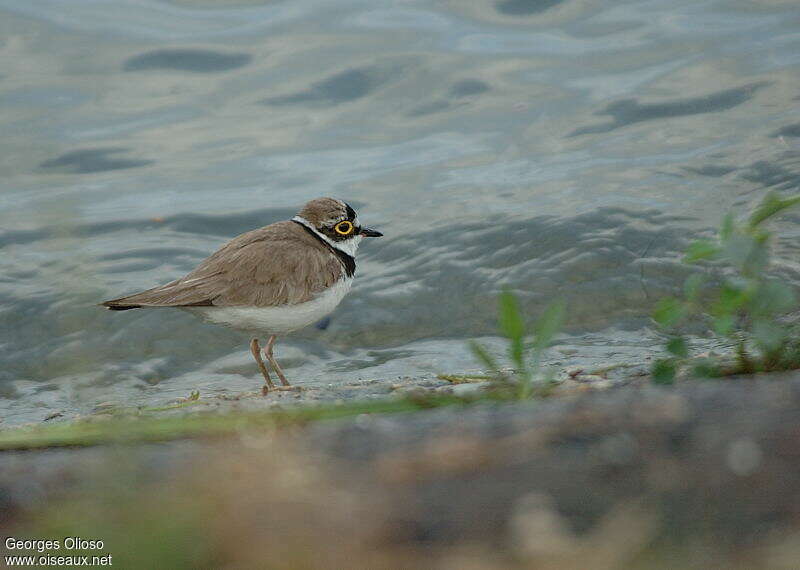 Little Ringed Ploveradult breeding