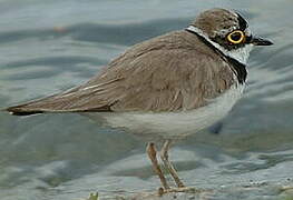 Little Ringed Plover