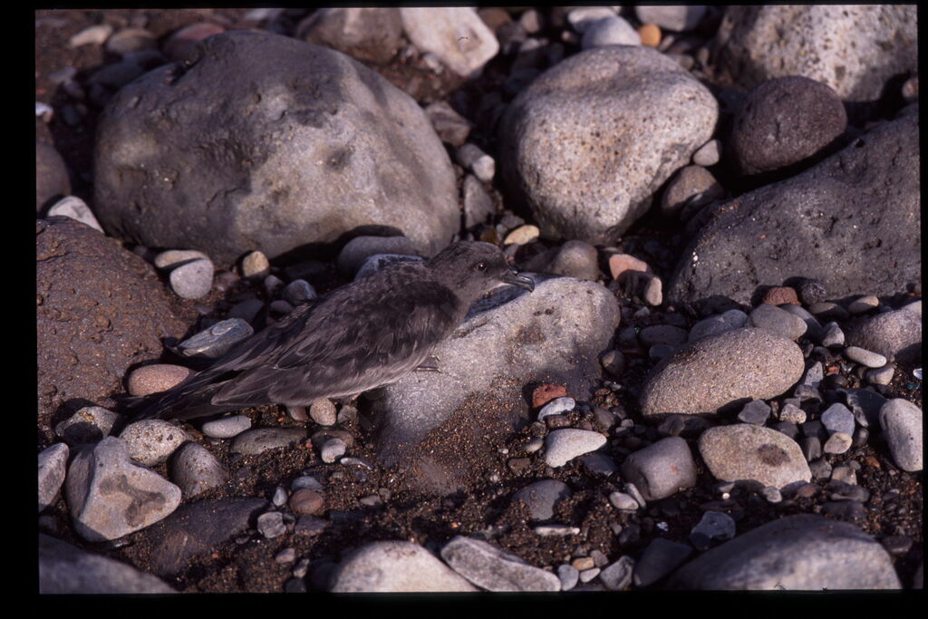 Bulwer's Petrel