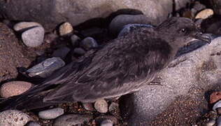 Bulwer's Petrel