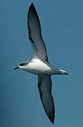 Cook's Petrel