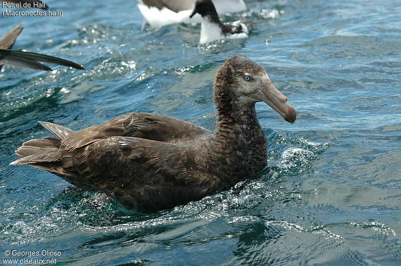 Northern Giant Petrel