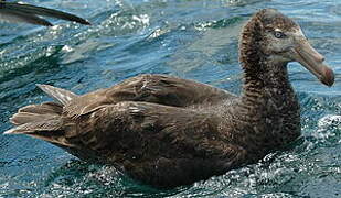 Northern Giant Petrel