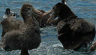 Northern Giant Petrel