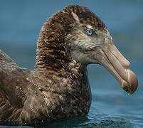 Northern Giant Petrel