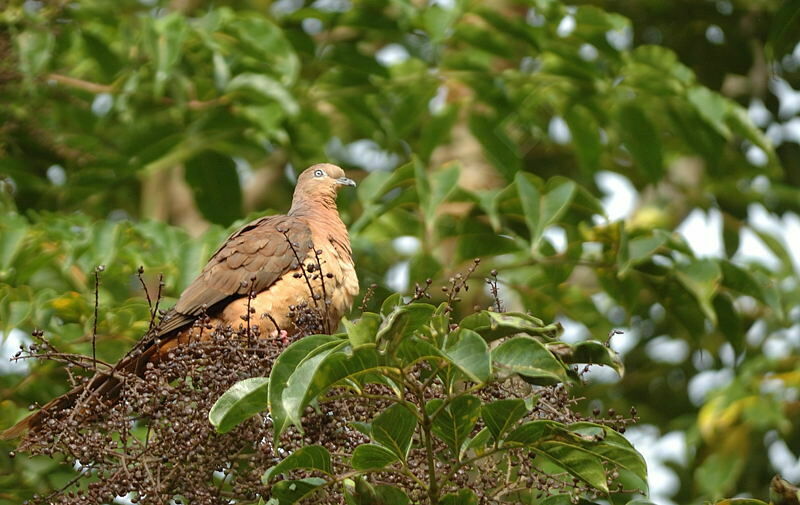 Brown Cuckoo-Dove