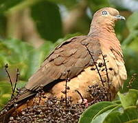 Brown Cuckoo-Dove