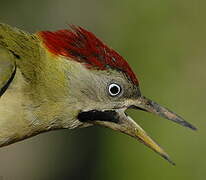 Levaillant's Woodpecker