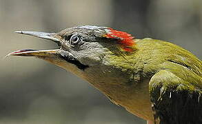 Levaillant's Woodpecker