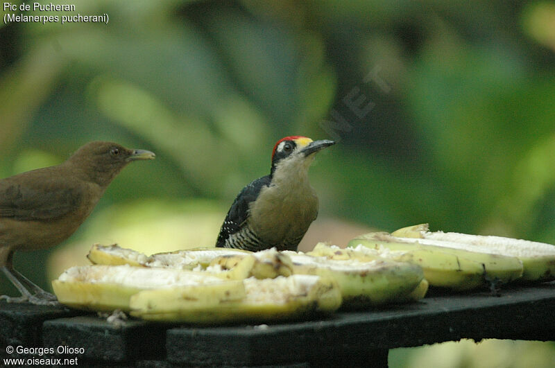 Black-cheeked Woodpecker