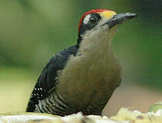 Black-cheeked Woodpecker