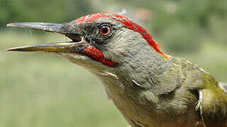 Iberian Green Woodpecker