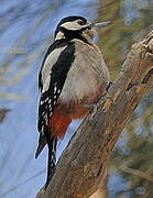 Great Spotted Woodpecker (canariensis)