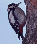 Great Spotted Woodpecker