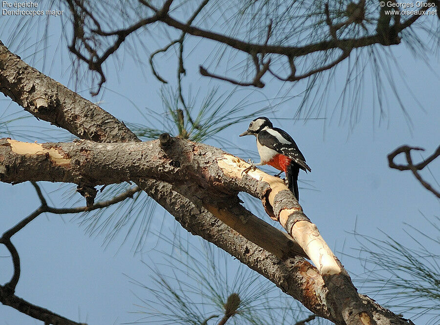 Great Spotted Woodpecker