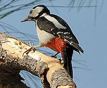 Great Spotted Woodpecker