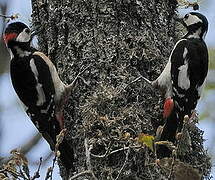 Great Spotted Woodpecker