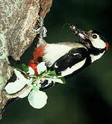 Great Spotted Woodpecker