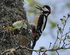 Great Spotted Woodpecker