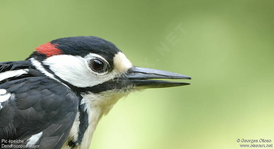 Great Spotted Woodpecker male adult breeding, identification