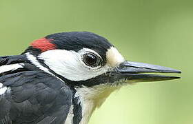 Great Spotted Woodpecker