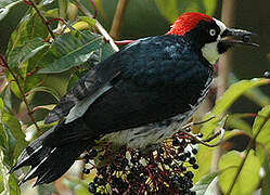 Acorn Woodpecker