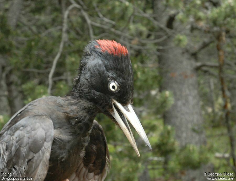 Black Woodpecker female adult breeding, identification