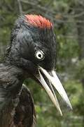 Black Woodpecker